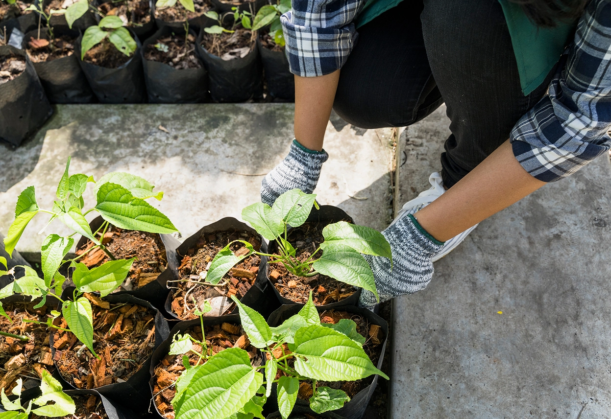 <b>Seedling Nursery</b> Project.