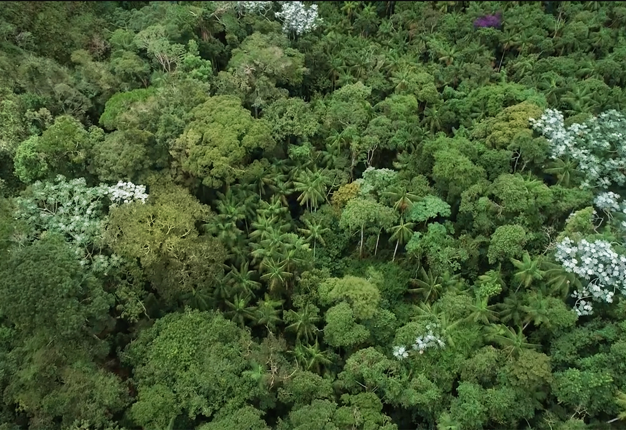 <b>Gebara Mine Reforestation</b> Project <b>with Native Trees</b>.