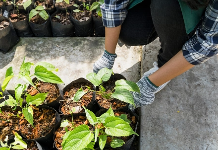 <b>Seedling Nursery</b> Project.