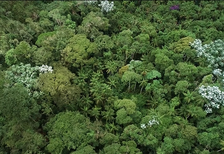 <b>Gebara Mine Reforestation</b> Project <b>with Native Trees</b>.