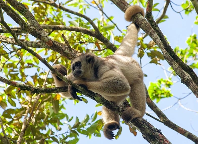 Brachyteles hypoxanthus (northern muriqui)