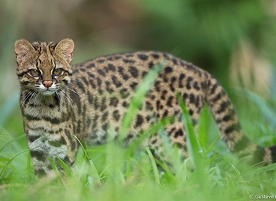Leopardus gutullus (ocelot)