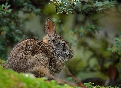 Sylvilagus brasiliensis (Tapeti)
