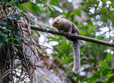 Callithrix flaviceps (yellow-headed marmoset)