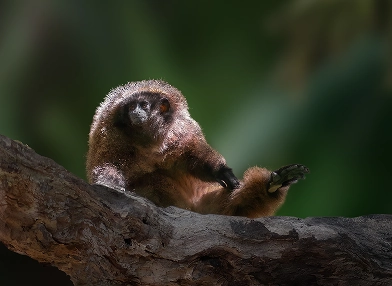 Callicebus nigrifrons (black-fronted titi)
