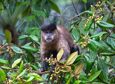 Sapajus nigritus (black capuchin)