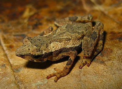 Dendrophryniscus carvalhoi (frog)