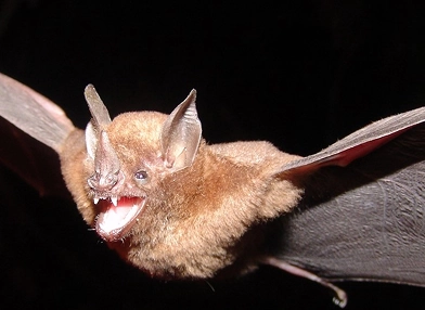 Carollia brevicauda (short-tailed fruit bat)
