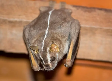 Platyrrhinus recifinus (Recife broad-nosed bat)