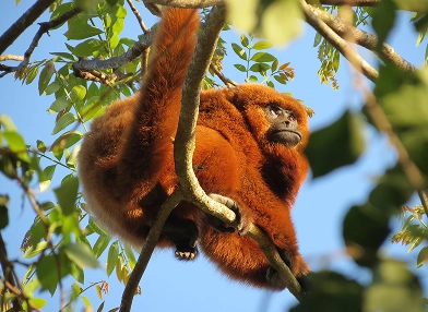 Allouatta guariba (brown howler monkey)