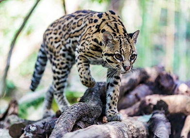 Leopardus pardalis (ocelot)