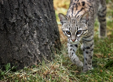 Leopardus tigrinus (oncilla)