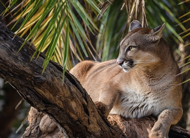  Puma concolor (cougar)