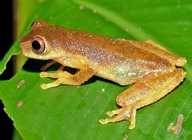 Dendropsophus ruschii (frog)