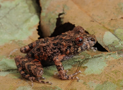 Ischnocnema verrucosa (frog)