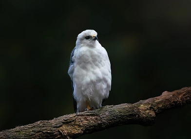 Pseudastur polionotus (mantled hawk)