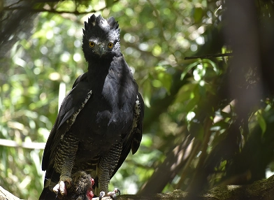 Spizaetus tyrannus (black hawk-eagle)