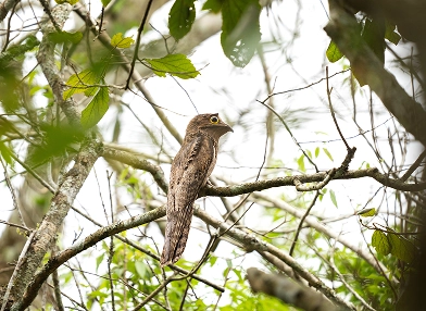 Nyctibius aethereus (red-tailed potoo)