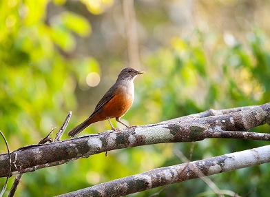 Turdus fumigatus (cocoa thrush)