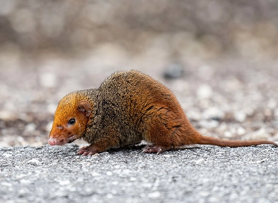 Monodelphis scalops (dwarf three-striped opossum)