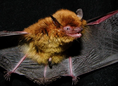 Myotis ruber (rusty myotis)