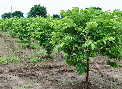 Psidium guajava