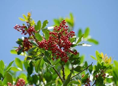 Schinus terebinthifolia