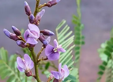 Machaerium aculeatum