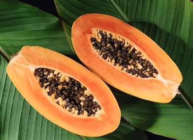 Carica papaya