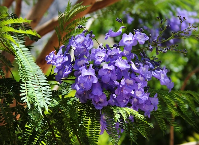 Jacaranda mimosifolia