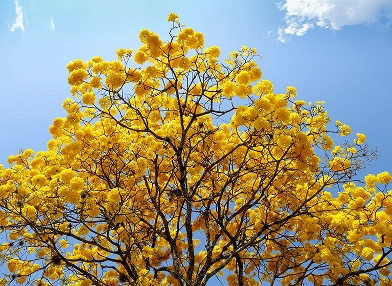 Handroanthus serratifolius