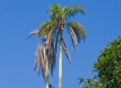 Euterpe edulis
